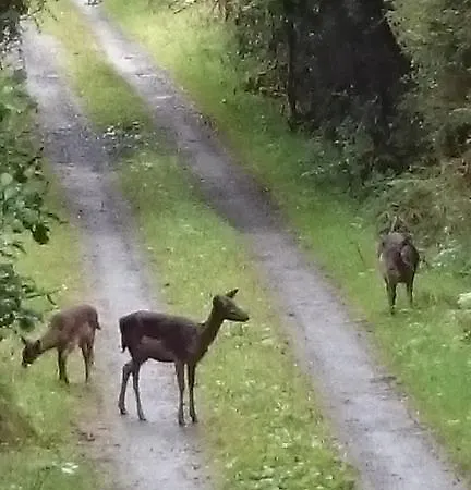 Appartamento In The Woods
